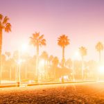 palm trees on the beach during sunset